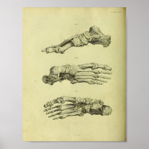 Poster 1824 Anatomie des os pieds humains