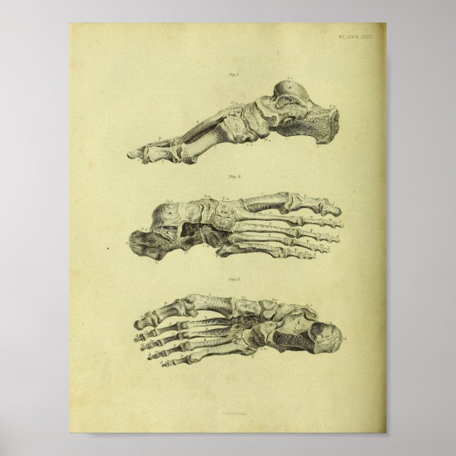 Poster 1824 Anatomie des os pieds humains (Devant)