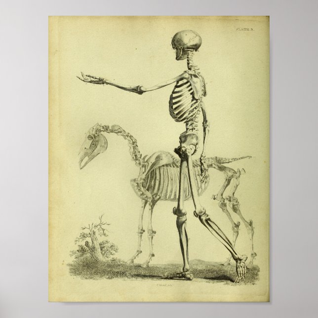 Poster 1824 Squelette Anatomie des humains et des chevaux (Devant)