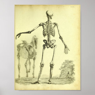 Poster 1824 Squelette Anatomie des humains et des chevaux