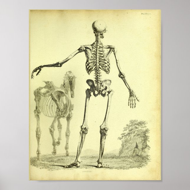 Poster 1824 Squelette Anatomie des humains et des chevaux (Devant)