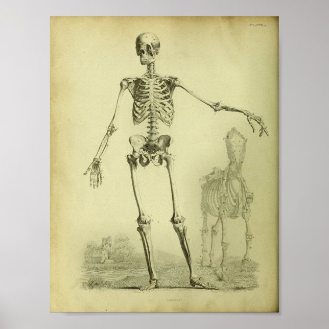 Poster 1824 Squelette Anatomie des humains et des chevaux (Devant)