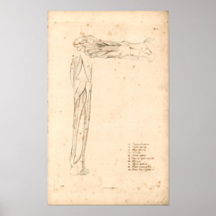 Poster 1833 muscles de copie vintage d'anatomie de pied