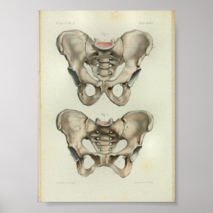 Poster 1844 bassins vintages d'impression d'anatomie