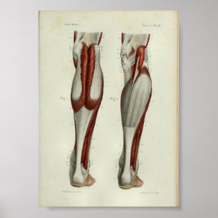 Poster 1844 Muscles d'impression anatomie Vintage Calf