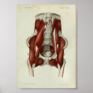 Poster 1844 Muscles d'impression anatomiques Vintages Pel