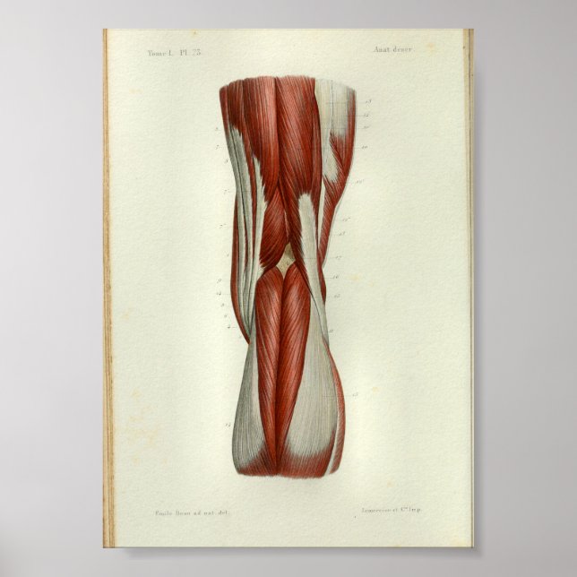 Poster 1844 Muscles Vintages d'anatomie (Devant)