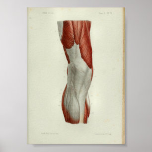 Poster 1844 Muscles Vintages d'anatomie