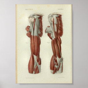 Poster 1844 Muscles Vintages d'anatomie à épaule