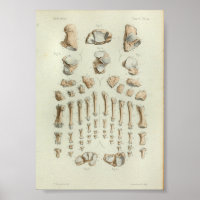 1844 Os à pieds imprimés à anatomie Vintage