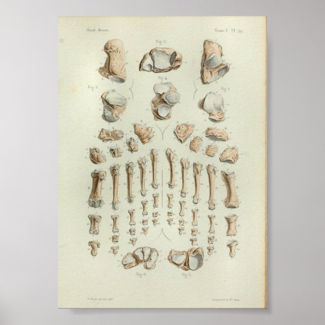 Poster 1844 Os à pieds imprimés à anatomie Vintage (Devant)