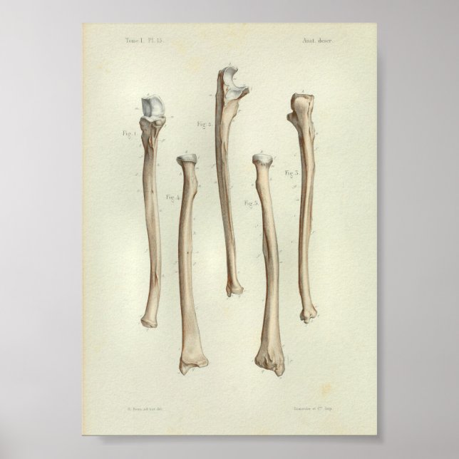 Poster 1844 Rayon d'impression Anatomie Vintage Ulna (Devant)
