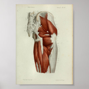 Poster 1844 Vintage Anatomie Muscles d'impression Hip