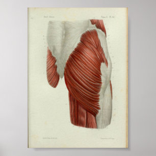 Poster 1844 Vintage Anatomie Muscles d'impression Hip