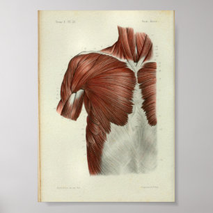 Poster 1844 Vintage Anatomy Print Muscles Chest