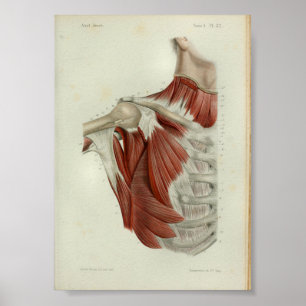 Poster 1844 Vintage Anatomy Print Muscles Chest