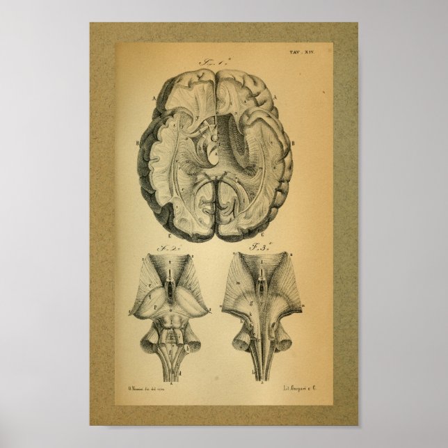 Poster 1850 Anatomie Vintage Imprimer Cerveau (Devant)
