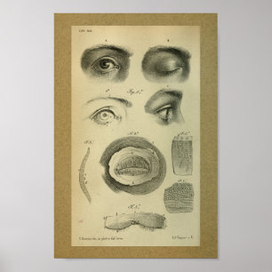 Poster 1850 Anatomie Vintage Imprimer l'oeil