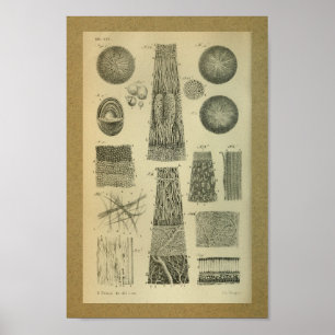 Poster 1850 Anatomie Vintage Imprimer l'oeil interne