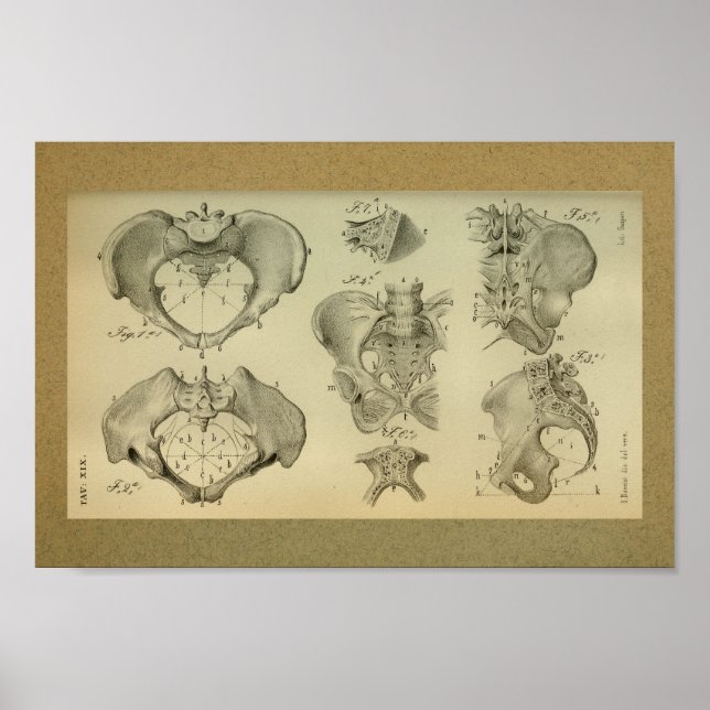 Poster 1850 Anatomie Vintage Imprimer Pelvis (Devant)
