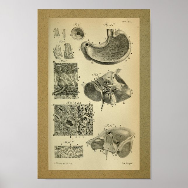 Poster 1850 Estomac d'impression anatomique Vintage (Devant)