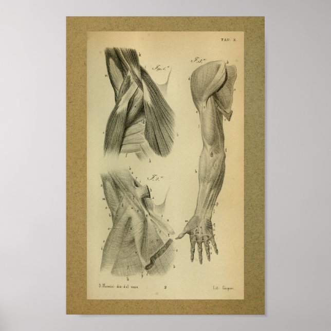 Poster 1850 Muscles d'anatomie Vintage (Devant)