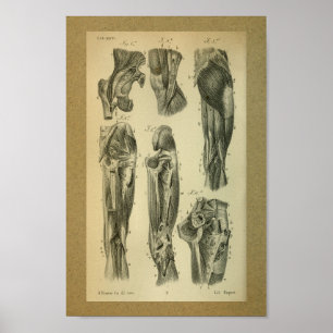 Poster 1850 Muscles d'anatomie Vintage