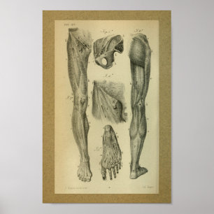 Poster 1850 Muscles d'anatomie Vintage
