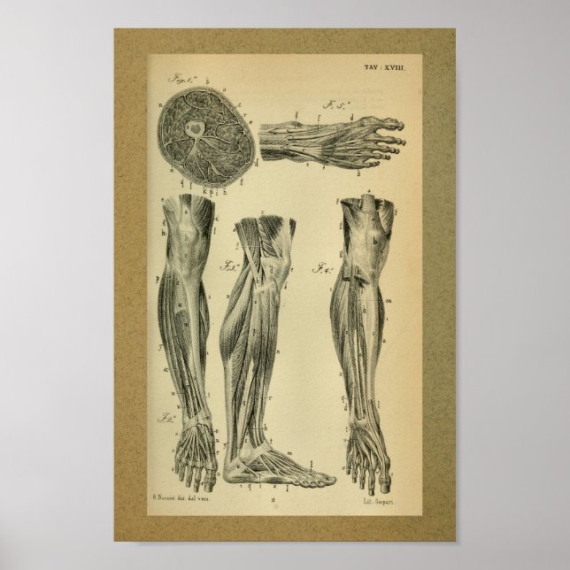 Poster 1850 Muscles d'anatomie Vintage (Devant)