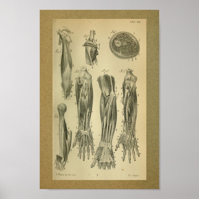 Poster 1850 Muscles d'anatomie Vintage (Devant)