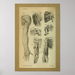 Poster 1850 Muscles d'épaule à imprimer à l'anatomie Vint