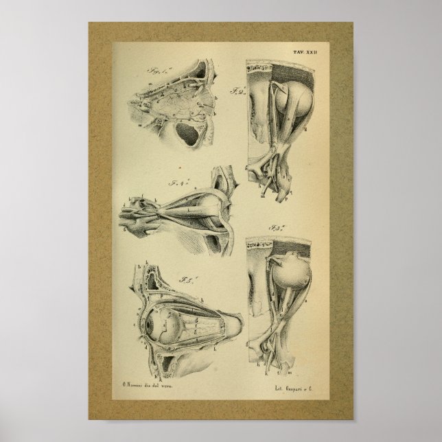 Poster 1850 Muscles d'oeil Vintages d'anatomie (Devant)