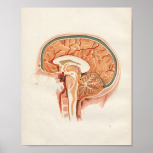 Poster 1852 Anatomie Vintage Imprimer Cerveau