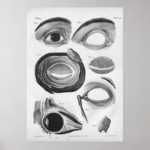 Poster 1854 copies vintages de l'anatomie B/W d'oeil