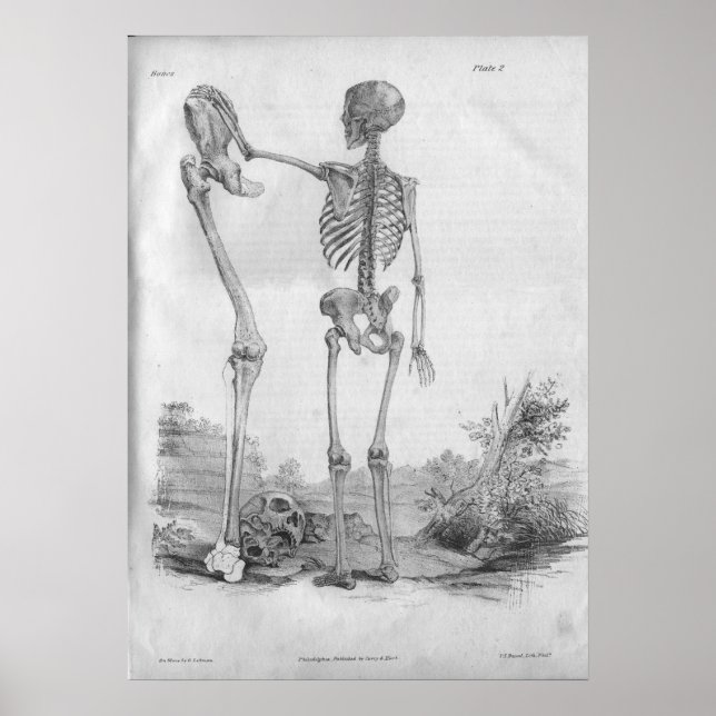 Poster 1854 Squelette d'anatomie Vintage (Devant)