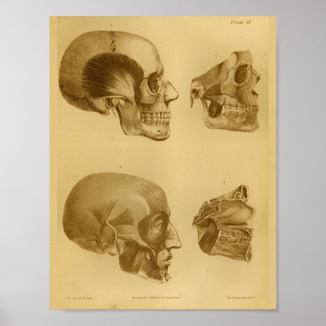 Poster 1854 Vintage anatomie crâne humain (Devant)