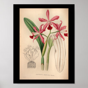 Poster 1860 Vintage orchidée rose