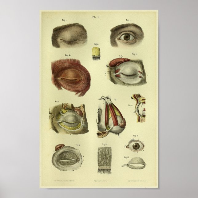 Poster 1866 Anatomie des yeux humains (Devant)
