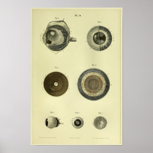 Poster 1866 Anatomie des yeux humains (Devant)