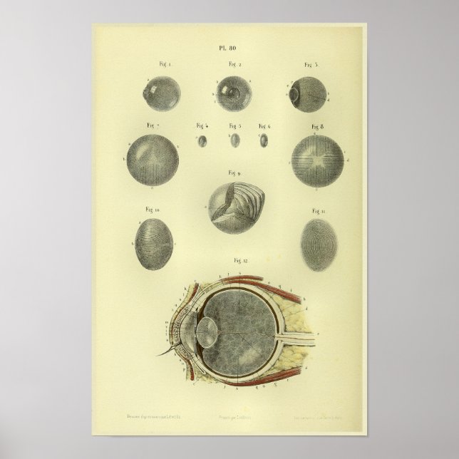 Poster 1866 Cornée oculaire humaine Anatomie Imprimer (Devant)