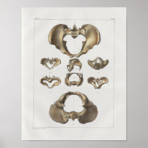 Poster 1867 Anatomie Vintage des os pelviens