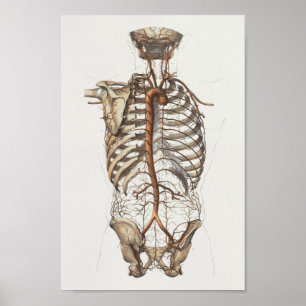 Poster 1867 Aorta Squelette Anatomie Vintage Imprimer