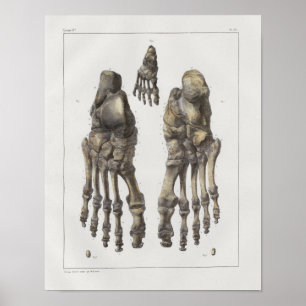 Poster 1867 Bones à anatomie Vintage à pieds