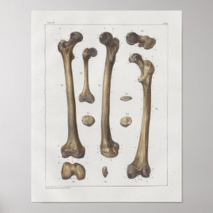 Poster 1867 Bones Femur de jambe Anatomie Vintage Imprime