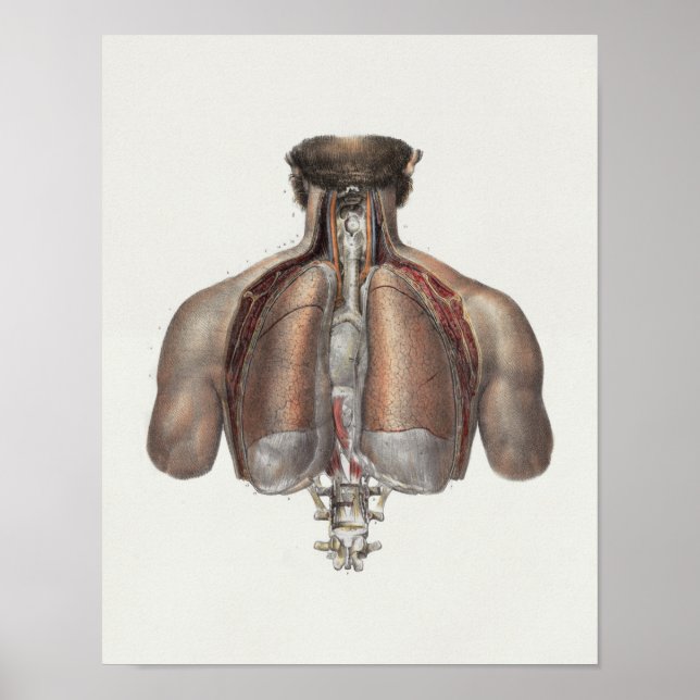 Poster 1867 Dépouillets Retour épine Anatomie Vintage Imp (Devant)