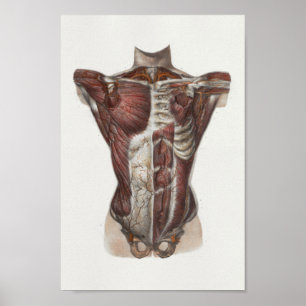Poster 1867 Muscles thoraciques Anatomie Vintage Imprimer