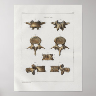 Poster 1867 Os vertébrés Anatomie Vintage Imprimer