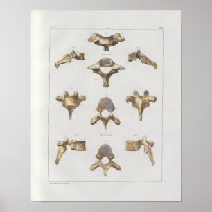 Poster 1867 Vertèbre épinière Anatomie Vintage Imprimer