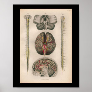 Poster 1879 épines vintages de cerveau d'impression