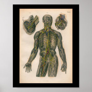 Poster 1879 nerfs vintages d'impression d'anatomie de